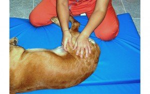 Rehabilitación en pequeños animales (Vet.) @ Hospital Veterinario VETSIA | Leganés | Comunidad de Madrid | España