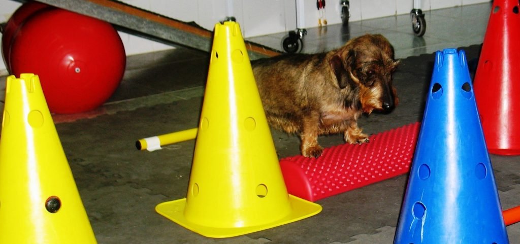 Ejercicios de rehabilitación con conos. Teckel.