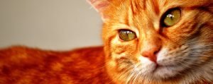 Etología felina: comportamiento, educación y manejo del gato @ Forvet | Madrid | Comunidad de Madrid | España
