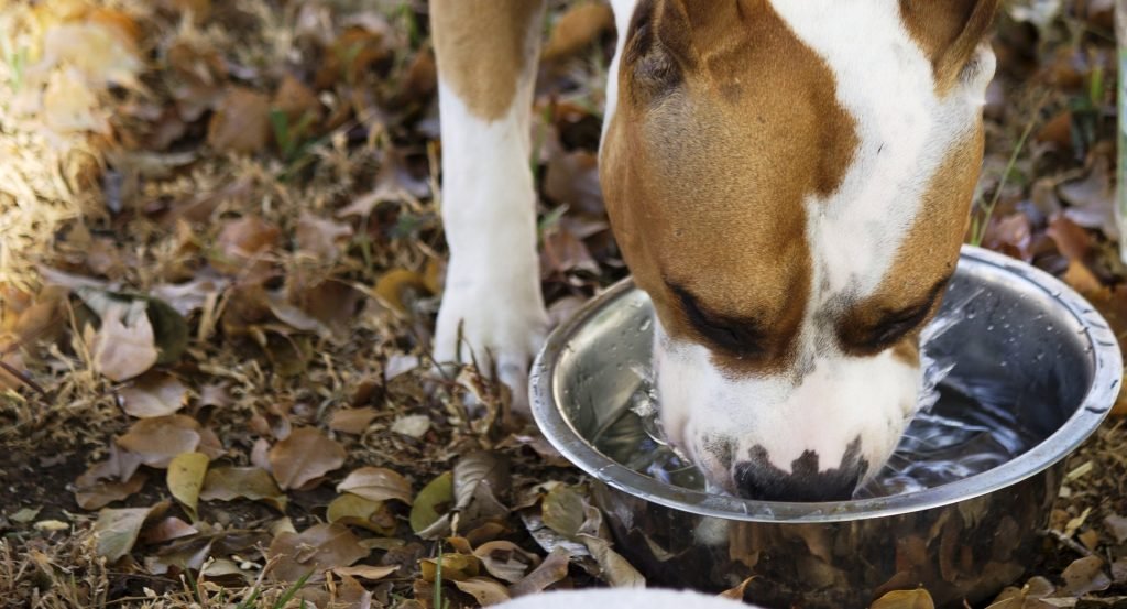 Curso diabetes clínica. Perro bebiendo