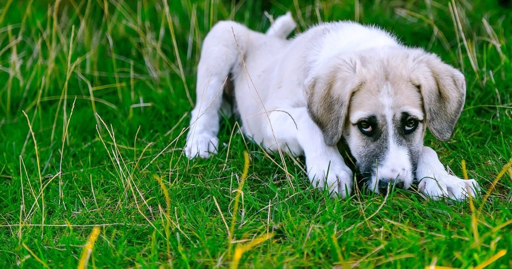 Curso cuidados y primeros auxilios. Cachorro de mastín