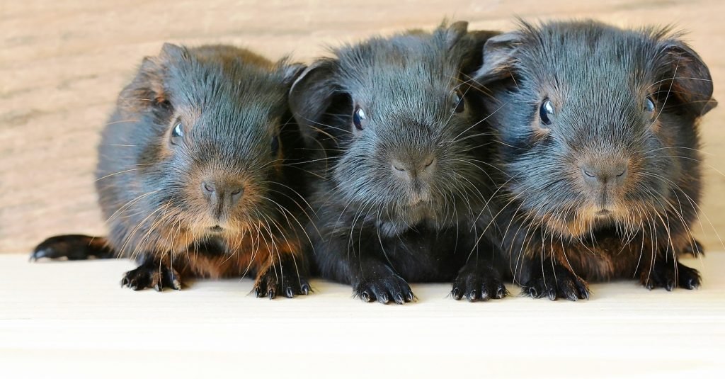 Curso animales exóticos. Tres cobayas.