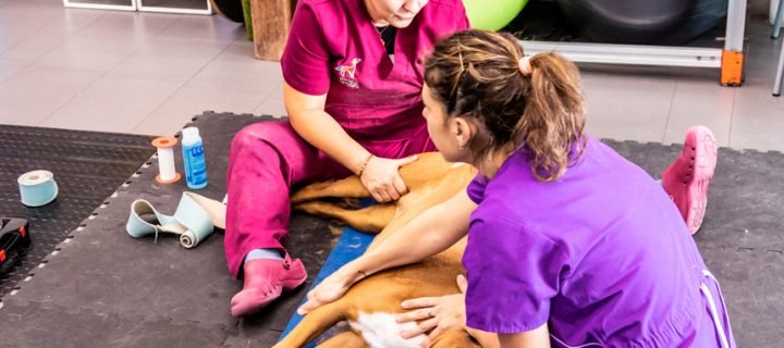 Beneficios del uso de la rehabilitación en veterinaria