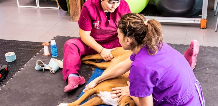 Beneficios del uso de la rehabilitación en veterinaria