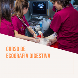 Ecografía digestiva en pequeños animales. Edición noviembre 2021 @ Hospital Veterinario VETSIA