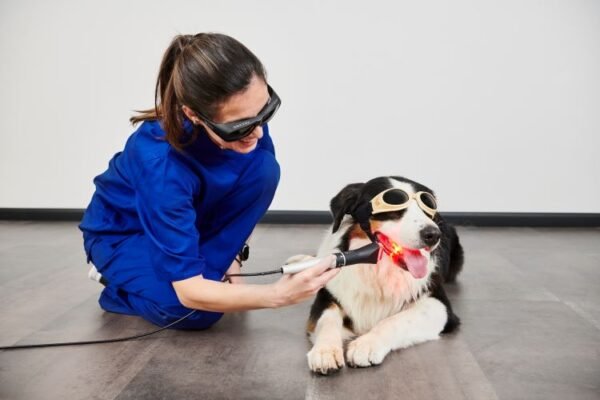 Nueva Edición Curso Terapia Láser para veterinarios. - Nuevas fechas próximamente